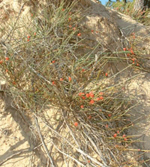 Ephedra alata Decne