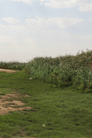 نبات البردي في الكويت- تصوير عنود القبندي