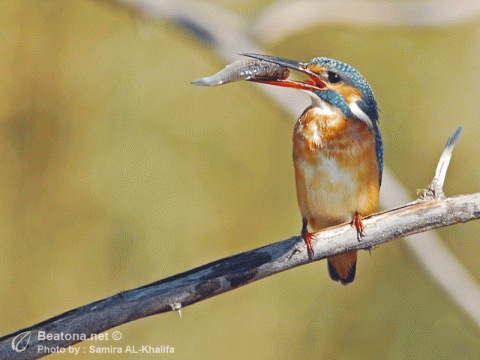 لقاء المصورة سميرة الخليفة 