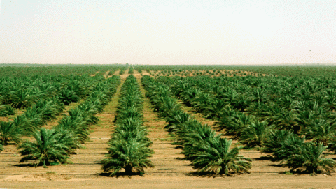 الزراعة في البلدان العربية