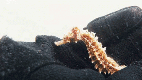 Seahorse magic in Kuwaiti waters