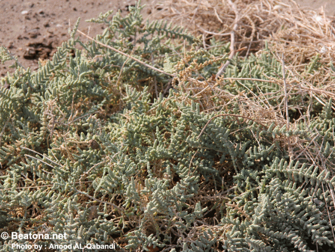 نبات الخريزة